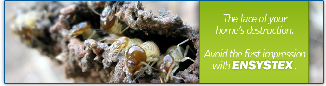 Call ENSYSTEX today!